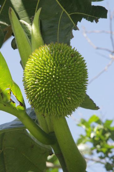 die Frucht des Sauersackbaumes, herrliche Eiscreme und leckerer Punsch wird aus ihr hergestellt...
