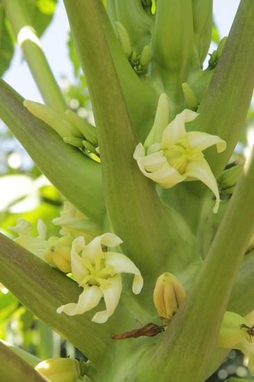 ...nicht nur die Früchte sind lecker, auch die Papayablüten bilden einen schönen Blick...