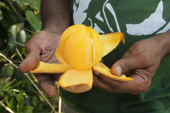 hmm..., der "Mami- Apple"