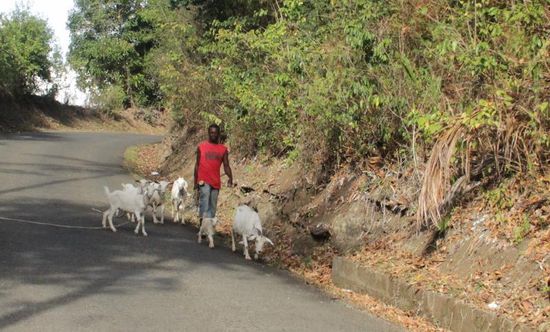 he...er hat meine Ziegen...hihi