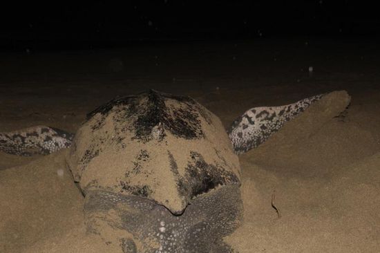 ...doch sie kommt wirklich...und wir sind wieder hellwach