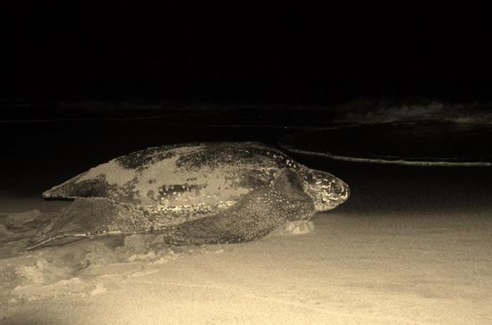 wir waren so aufgeregt über dieses Ereignis, daß wir vergessen haben uns neben sie zu stellen, nur zum Größenvergleich für euch....