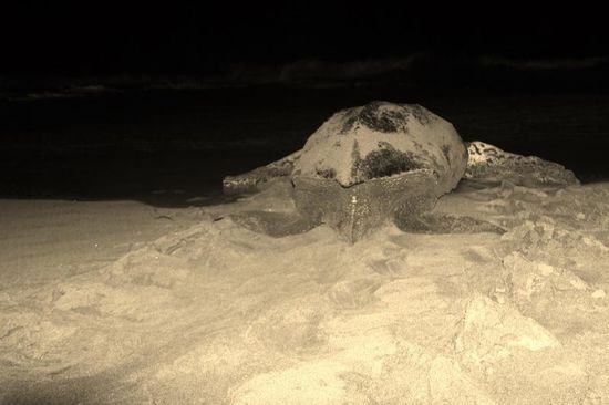 by, by turtle...it was nice to see you...