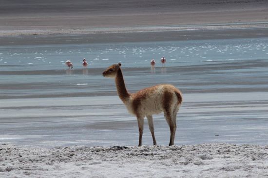 Von was leben diese Tiere?... fragen wir uns die ganze Zeit....