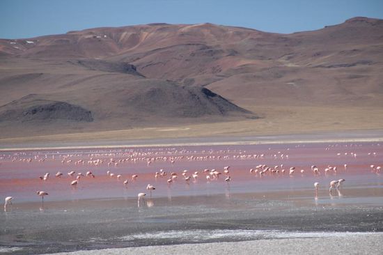 ...und mit ihr hunderte von Flamingos...
