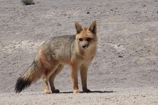 wow, ein Wüstenfuchs!