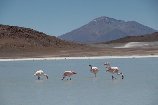 ...mit gemütlich vor sich hin dümpelnden Flamingos...