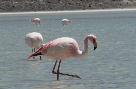 Sind sie nicht schön? Und ich dachte immer sie leben im Dschungel. Naja, da haben wir auf unserer Reise mal wieder etwas dazu gelernt,