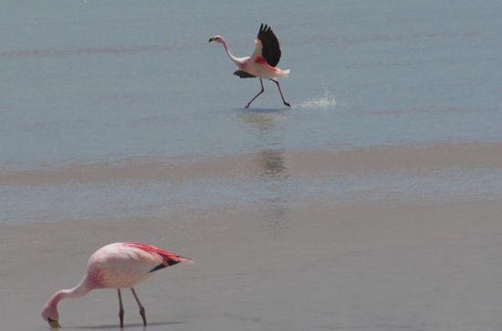 ...der kann sogar wie Jesus übers Wasser gehen, hihi
