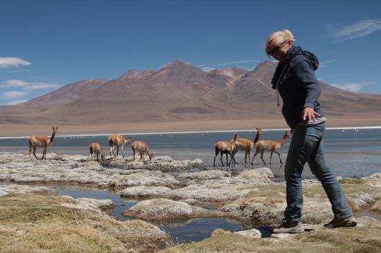 ...und jede Menge Vikunjas...