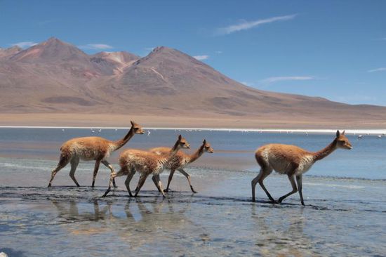 sie leben wild und werden nicht von den Menschen gejagt....