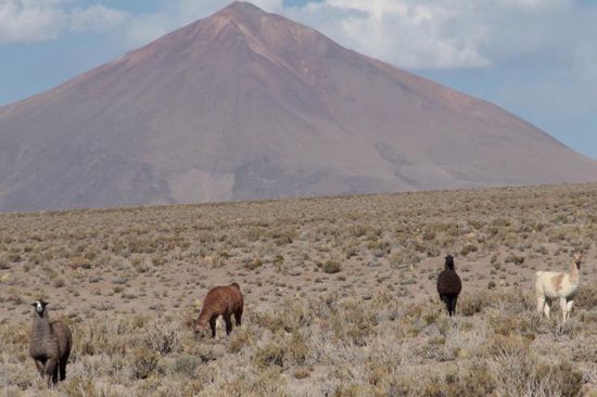 ...noch ein paar bunte Lamas...