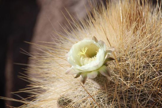 mit schönen Blüten...