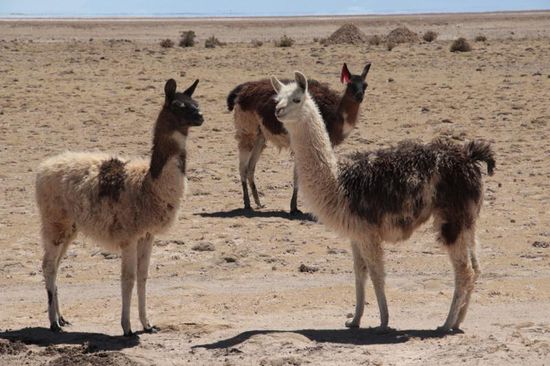 ...die würden sich doch in Oggenried auch gut machen, oder? Uns hat noch keines angespuckt....grins...