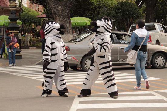 lustiges Highlight in allen größeren Städten Boliviens: 
Zebras regeln zur "rush hour" den Verkehr am Zebrastreifen