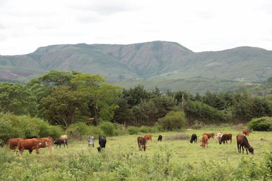 sag ich doch, wie im Allgäu.....