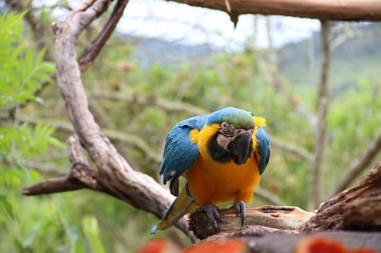 von einheimischer Tierwelt umgeben...