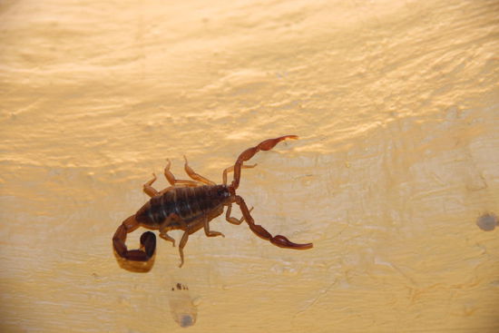 ...unser kleiner Freund im Schlafgemach...wenn er sticht, dann verbringst du den Tag auf eine angenehm andere Weise....wir hatten das Vergnügen Gott sei Dank nicht....