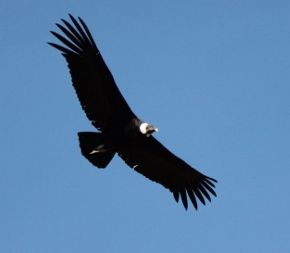 ...und dann sehen wir ihn, den Condor Paso