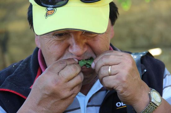 ...noch ein paar Kokablätter in die Backe gestopft und....