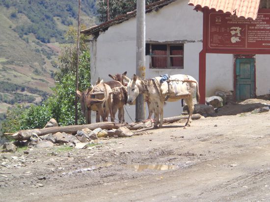 Auch unsere Esel stehen auch schon bereit 