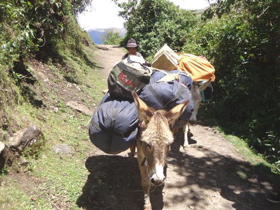 Und schon haben die Esel und ihr Führer uns eingeholt - unglaublich schnell sind die - übrigens Esel auf englisch: Donkey... ich fragte mich wie die Japaner denn auf die Bezeichnung Donkey Kong für einen Gorilla kommen... vielleicht ein schwerwiegender Schreibfehler? Monkey vs. Donkey 