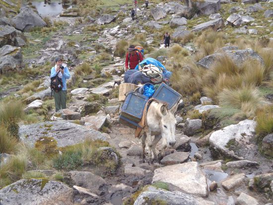 Und schon wieder holten uns die Esel ein - unglaublich was für ein Tempo die hatten...