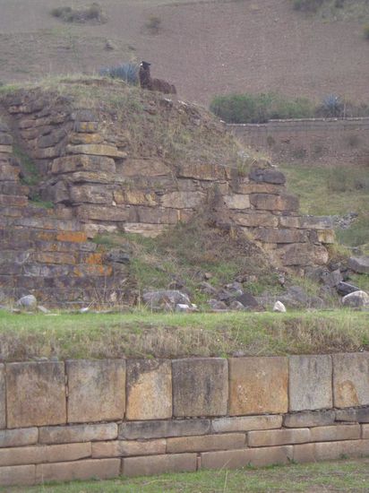 Das Llama hat sich wohl verirrt 