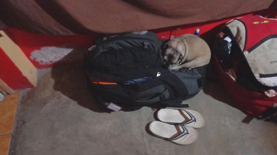 Dieser Mops gehört zum Hostel und fand meinen Rucksack einfach nur toll 