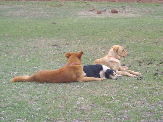 Beim Landeplatz - die haben uns ganz schon doof angeschaut, als wir dahergeflogen gekommen sind 