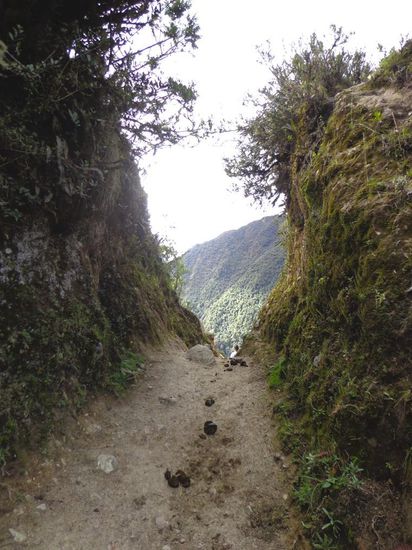 Das Tor zum Dschungel