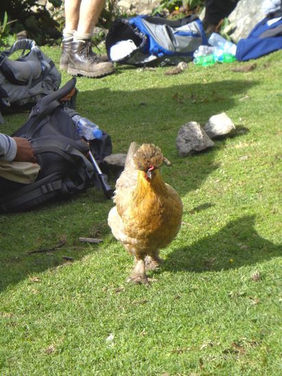Bei einer kleinen Rast - der Elvis unter den Hühnern 