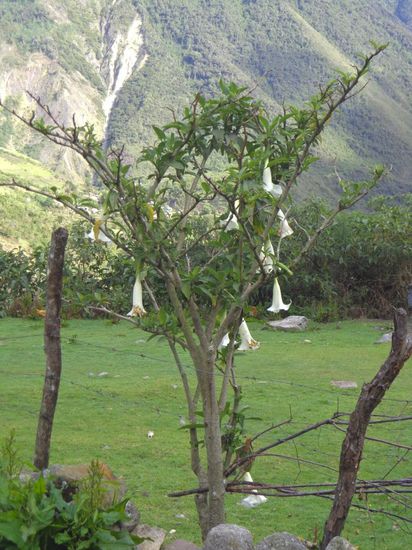 Engelstrompeten - eine weitere Quelle für eine psychedelische Droge gemäss Daniel unserem Guide