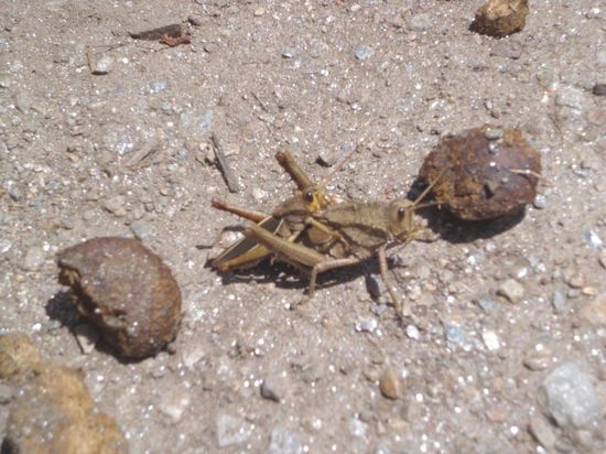 Ha! In flagranti erwischt 