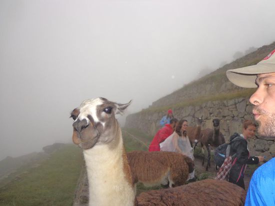 Muuuaaahhh - dies Llama hat sich sichtlich ab meinen Annäherungsversuchen erschreckt 