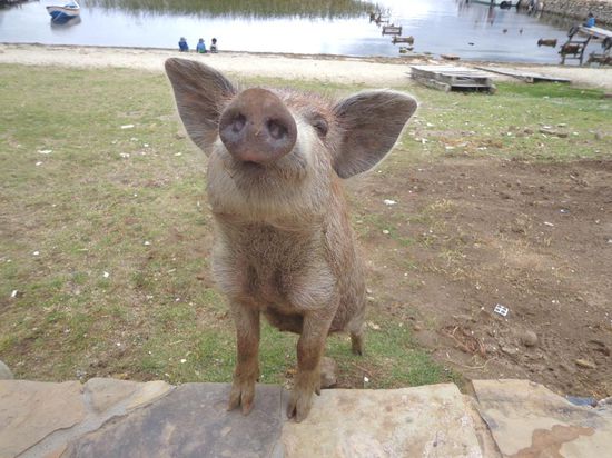 ... Schwein gehabt, den auch für es gabs was - natürlich hatte es uns danach zum Fressen gern 