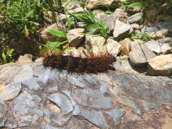 ... giftige Schnecken...