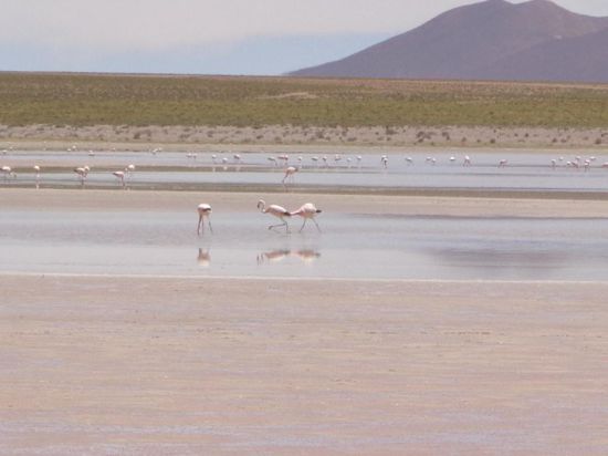 Wo hat denn dieser Flamingo seinen Kopf? 