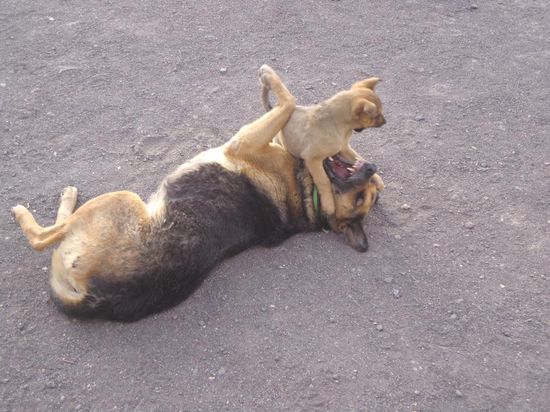 Angriff auf Mama... den Kampf wirst du nie gewinnen Junge 