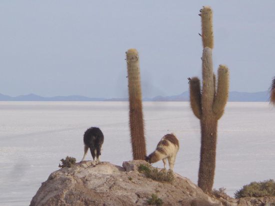 Was machen denn die dummen Lamas da oben? 