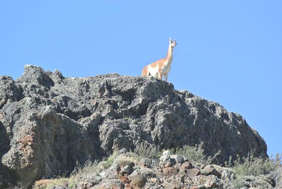 Ein Guanaco hat uns beim Eingang zum Nationalpark begrüsst. Ein weiterer Verwandter der Lamas.