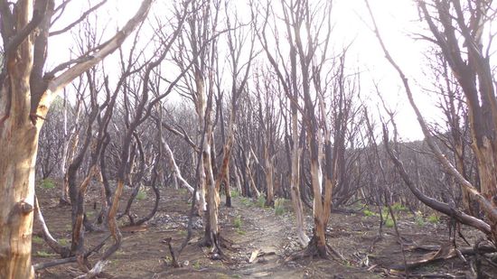 Vor zwei Jahren hat ein Tourist einen Waldbrand entfacht - morbid aber irgendwie auch schön...