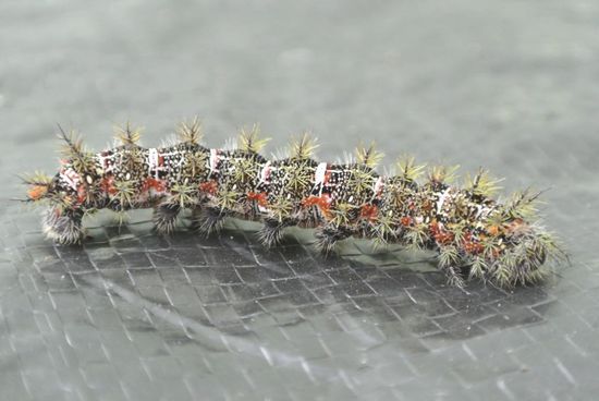 Ein ungebetener Gast im Zelt 