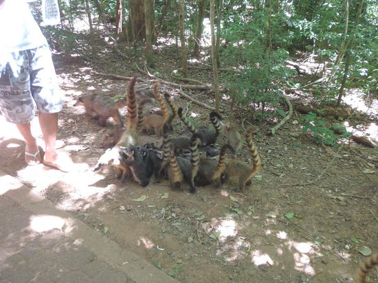 Die Coatis (Nasenbaren) trifft man zuhauf. Ziemlich freche Biester...