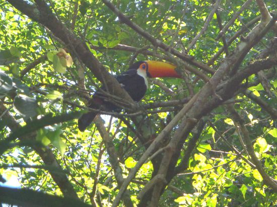 Dieser Tukan war so nett und hat sich gerade bewegt, als ich unten durchgelaufen bin. Somit habe ich ihn bemerkt und konnte dieses Foto schiessen 