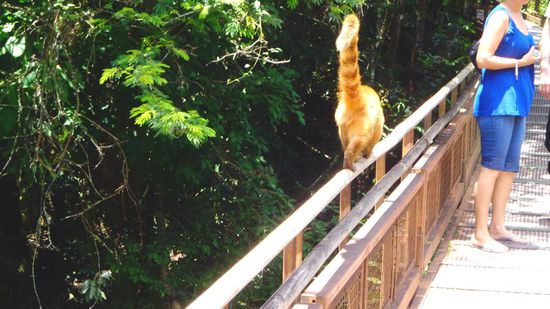 Ziemlich geschickt diese Nasenbären 
