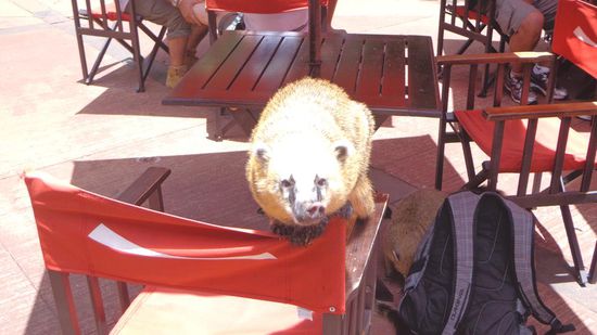 ... der kleine war ganz verrückt nach meinen Chips 