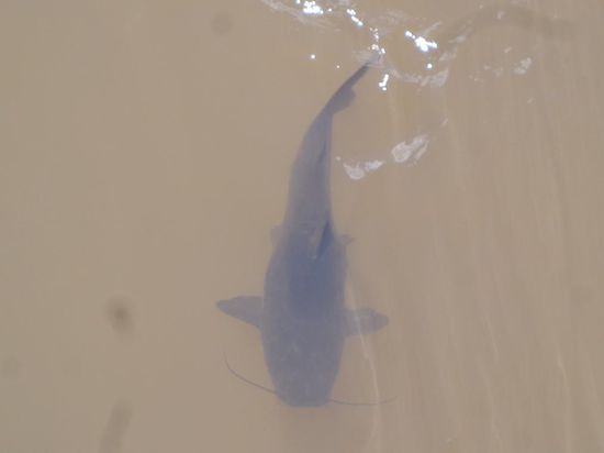 Dieser Wels war riesig