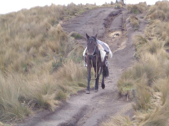 Upps... was macht denn das Hottehü so alleine hier oben?