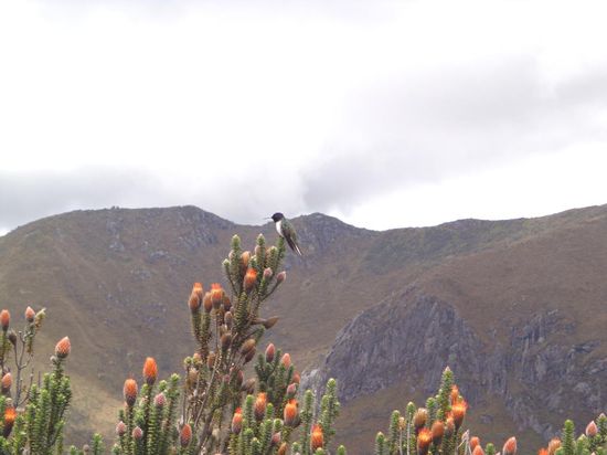 Dieser Kolibri war wohl auch nur für ein Foto so weit oben 